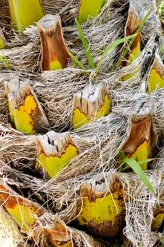 The trunk of a Palm tree Stock Photos