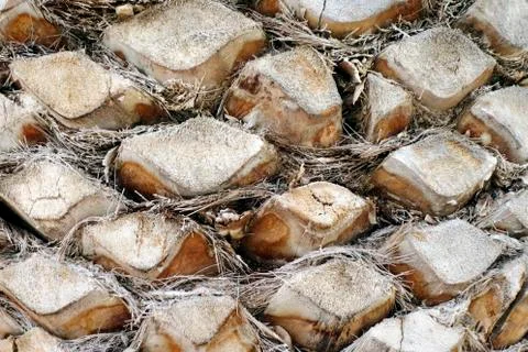 The trunk of a Palm tree Stock Photos