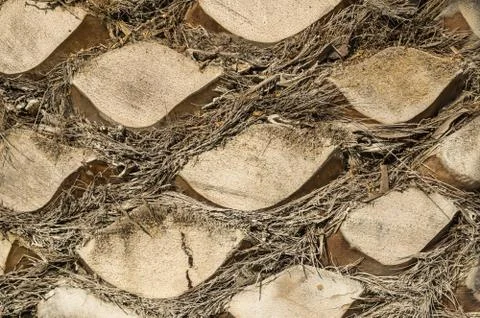 The trunk of a palm tree Stock Photos