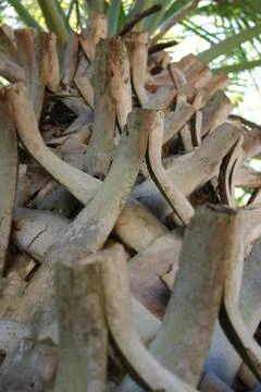 Trunk of Palm Tree Stock Photos