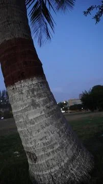 Trunk of a Palm Tree in a Public Park With a Clear Evening Sky Fotos de archivo