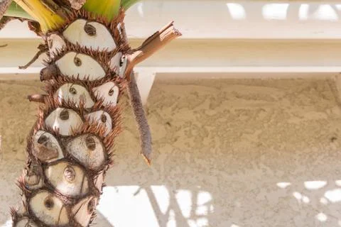 Trunk of a palm tree set against a cream colored stucco wall and fascia Stock Photos