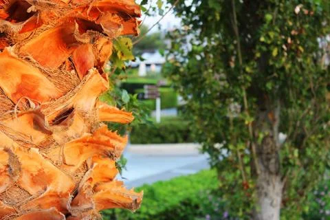 Trunk of a palm tree under sunlight at sunset Stock Photos