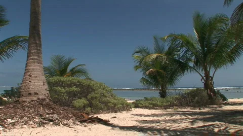 The trunk of a palm with two smaller ones nearby Stock-Footage 65540