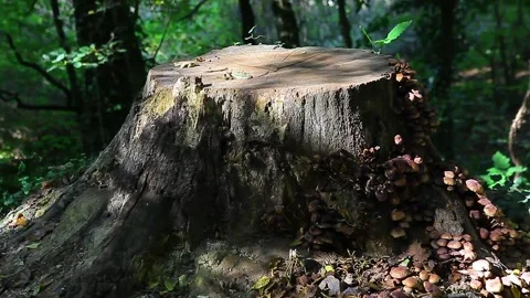 The trunk part of a tree cut in the forest Stock Footage 148665858