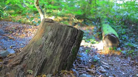 The trunk part of a tree cut in the forest Stock Footage 148665921