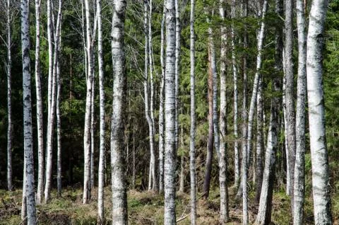 Trunk pattern Stock Photos