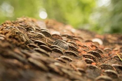 Trunk with pennies Stock Photos