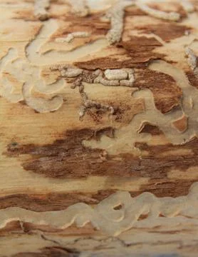 A trunk Stock Photos