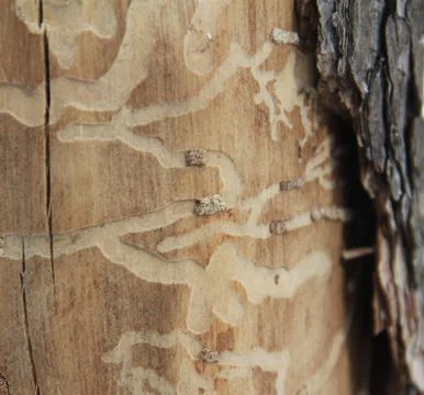 A trunk Stock Photos