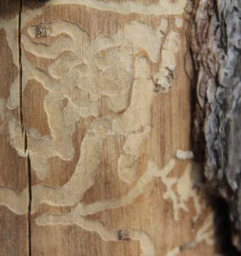 A trunk Stock Photos