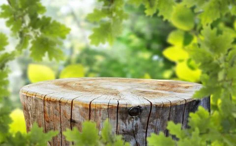 Trunk Foto stock