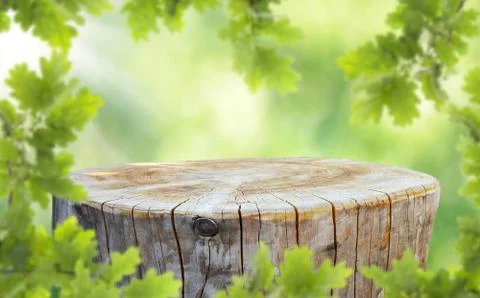 Trunk Stock Photos