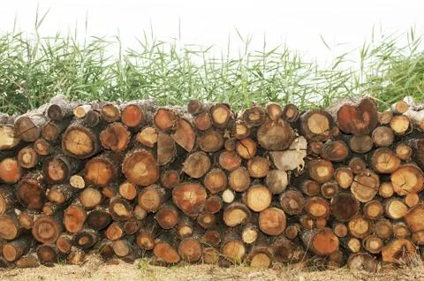 Trunk in a pile waiting cutting Stock-Fotos