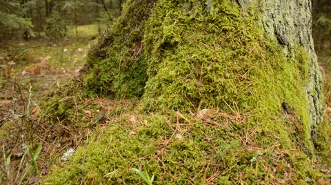 The trunk of a pine 1 Stock Footage 60788973