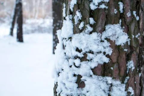 The trunk of a pine covered with snow in the foreground against a background Stock Photos