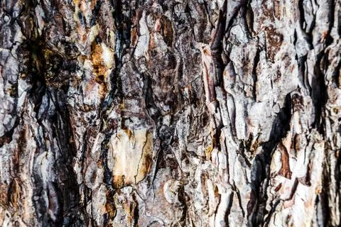 Trunk of pine Stock Photos