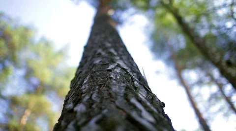 Trunk of a pine, pine bark, wood Stock Footage 68103707