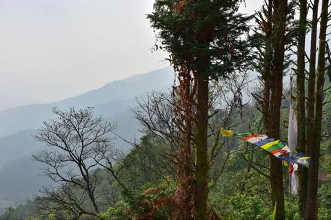 Trunk of pine tree, covered with moss and lichens . Stock Photos