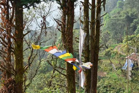The trunk of pine tree, covered in moss and lichens . Stock Photos