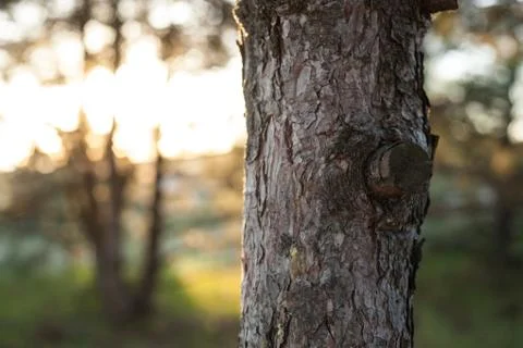 The trunk of a pine tree with a cut-off twig forest with a blurry background Stock Photos