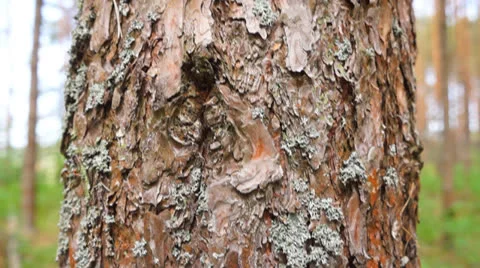 Trunk of pine tree Stock Footage 23522763