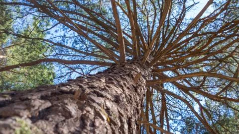 The trunk of pine tree in the forest looking up to the crown and sky Stock Photos