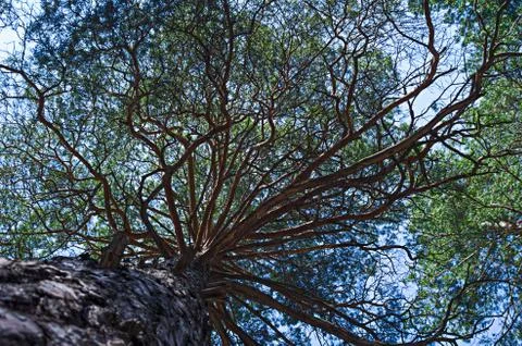 The trunk of pine tree in the forest looking up to the crown and sky Stock Photos
