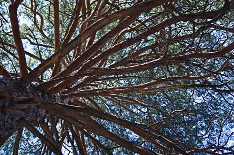 The trunk of pine tree in the forest looking up to the crown and sky Foto stock