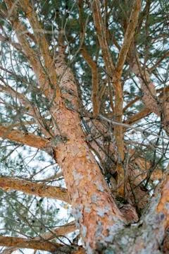 The trunk of pine tree in the forest looking up to the crown and sky Stock Photos