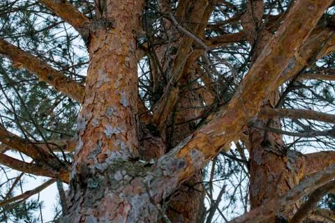 The trunk of pine tree in the forest looking up to the crown and sky Stock Photos
