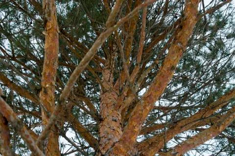 The trunk of pine tree in the forest looking up to the crown and sky Stock Photos