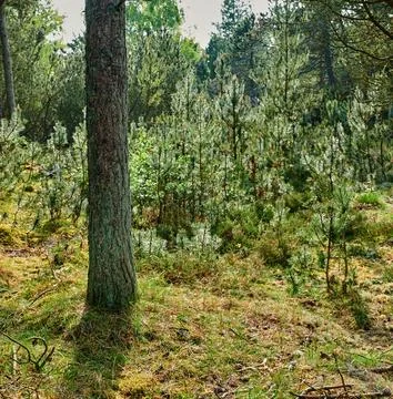 Trunk of a pine tree in a forest in the mountain amongst bushes and greenery in Stock Photos