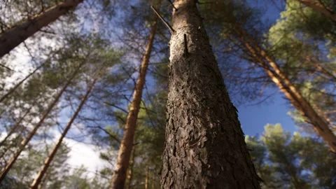 A trunk of a pine tree in a green summer forest Stock Footage 166114349