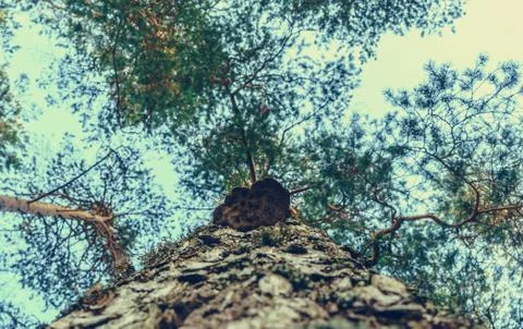 Trunk of pine tree with growing timber fungus Stock Photos