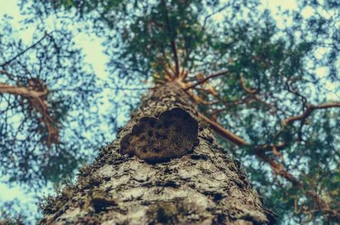 Trunk of pine tree with growing timber fungus Stock Photos