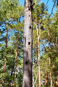 The trunk of a pine tree with a hollow Stock Photos