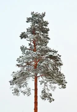 Trunk of pine tree Stock Photos