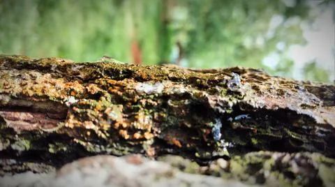 Trunk of pine tree in pine forest Foto stock