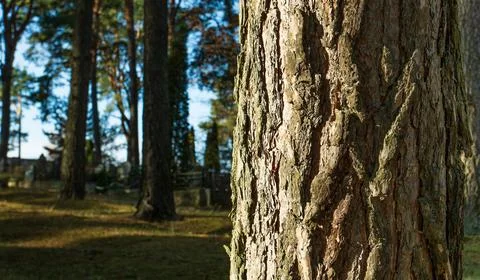 The trunk of a pine tree with rough bark is illuminated by a beam of sun from Stock Photos