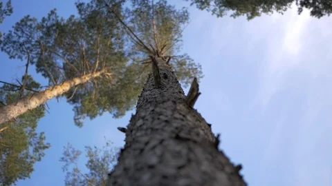 The trunk of a pine tree in the Woods. Stock Footage 93155428
