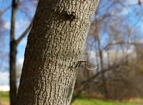 The trunk of a poplar Stock Photos