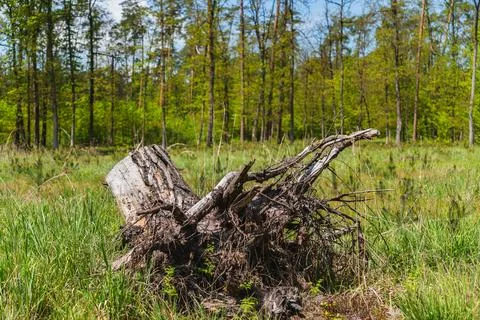 Trunk pulled out of the ground with roots visible Stock Photos