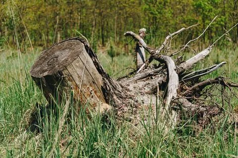 Trunk pulled out of the ground with roots visible Stock Photos