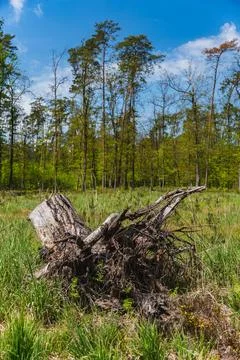 Trunk pulled out of the ground with roots visible 库存照片