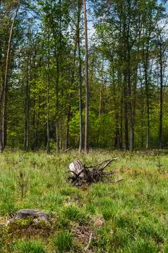 Trunk pulled out of the ground with roots visible Stock Photos
