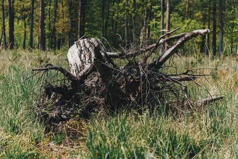 Trunk pulled out of the ground with roots visible Stock Photos