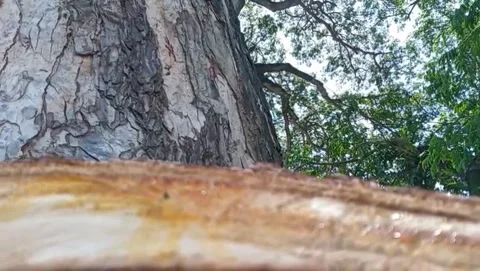 The trunk of the rain tree looks sturdy under the canopy of green leaves. Stock Footage 327530077