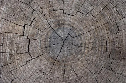 Trunk rings Stock Photos