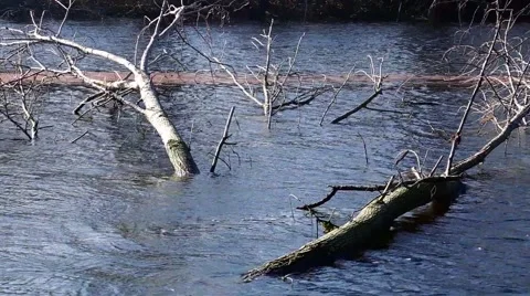 Trunk in river Stock-Footage 49275102